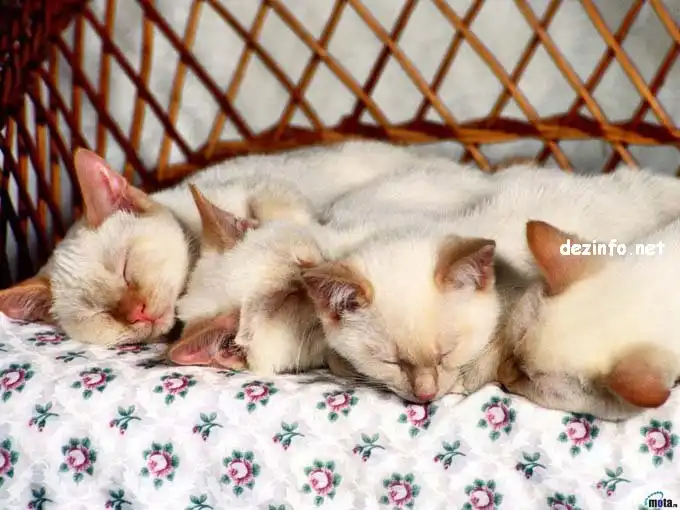 Спящие коты. Спящие коты.