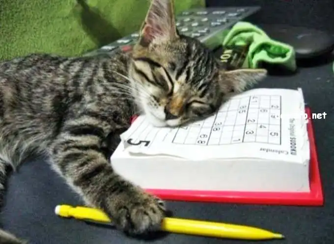 Спящие коты. Спящие коты.
