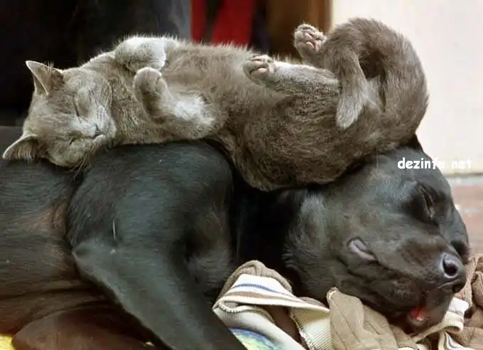 Спящие коты. Спящие коты.