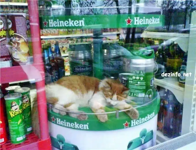 Спящие коты. Спящие коты.