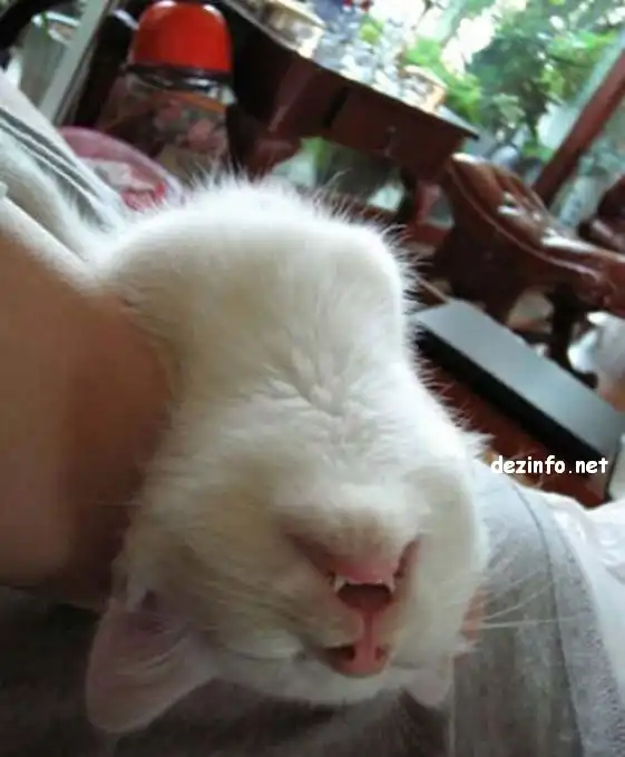 Спящие коты. Спящие коты.