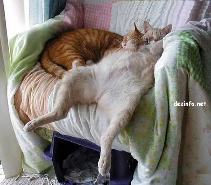 Спящие коты. Спящие коты.