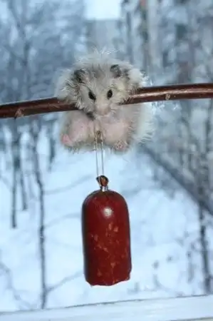 Прикольные зверушки