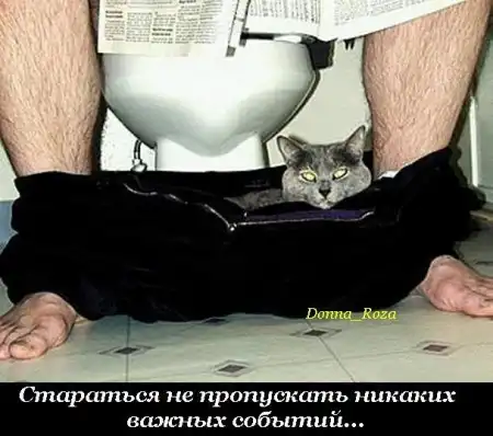 Обязанности домашних котов и кошек )))