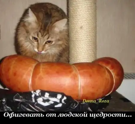 Обязанности домашних котов и кошек )))