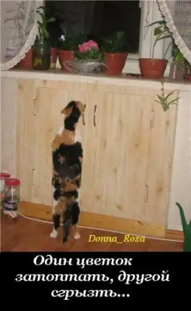 Обязанности домашних котов и кошек )))