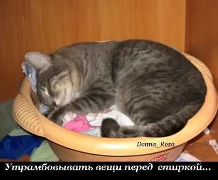 Обязанности домашних котов и кошек )))