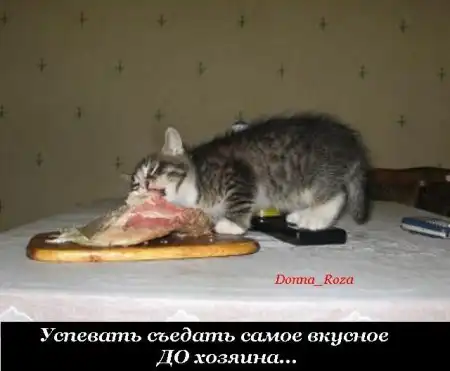 Обязанности домашних котов и кошек )))