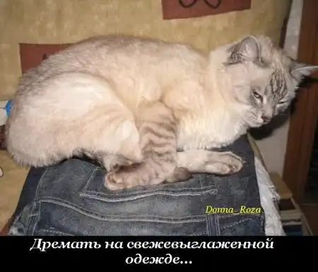Обязанности домашних котов и кошек )))