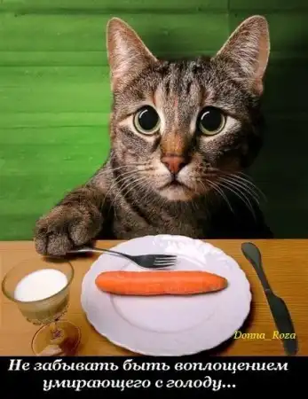 Обязанности домашних котов и кошек )))
