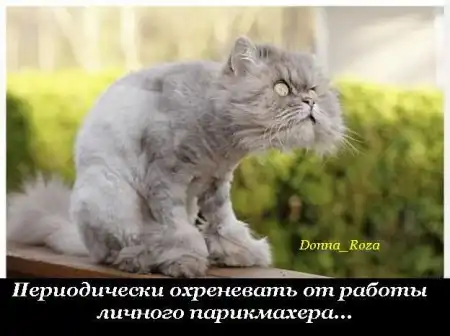 Обязанности домашних котов и кошек )))
