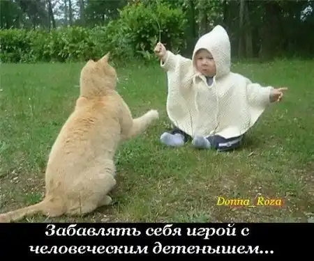 Обязанности домашних котов и кошек )))