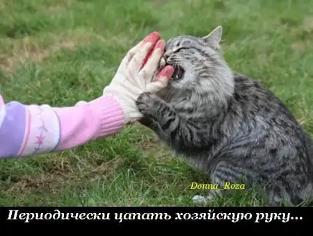 Обязанности домашних котов и кошек )))