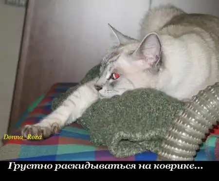 Обязанности домашних котов и кошек )))