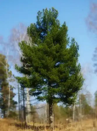 Лето наступает на пятки 8)