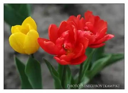 Мои фотоработы 3.Природа