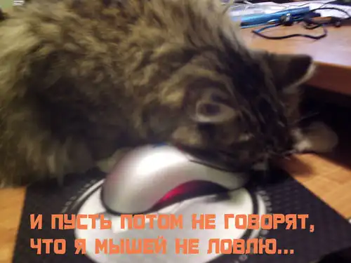 Кошки-мышки. Кошки-мышки.