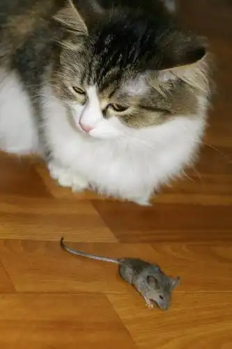 Кошки-мышки. Кошки-мышки.
