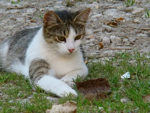 Кошки-мышки. Кошки-мышки.