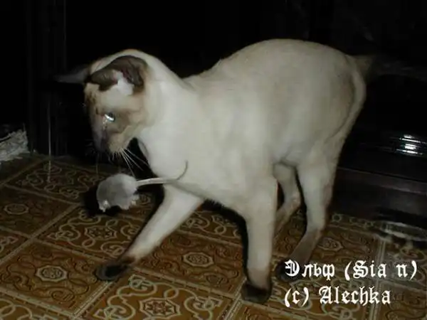 Кошки-мышки. Кошки-мышки.