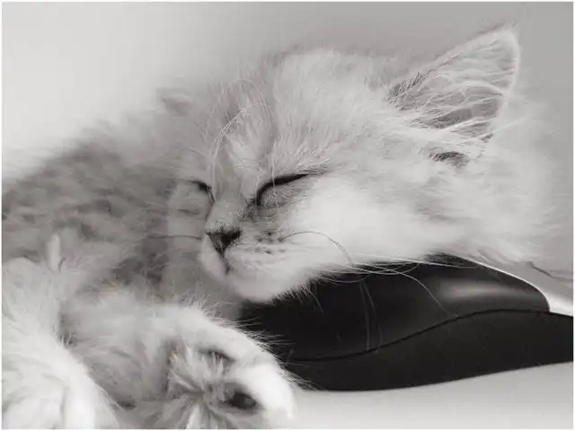 Кошки-мышки. Кошки-мышки.