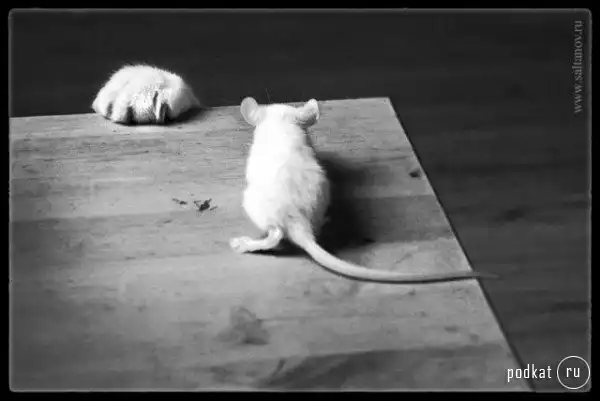 Кошки-мышки.