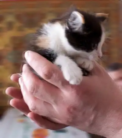 Возьмите котэ!