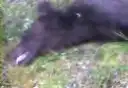Пьяный медведь Пьяный медведь