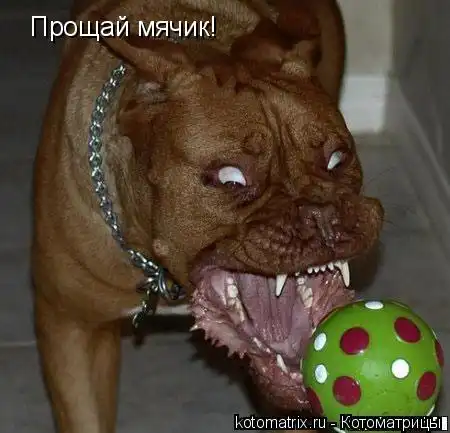 Котоматрицы.Просто снова котоматрицы=)