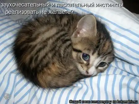 Котоматрицы.Просто снова котоматрицы=)