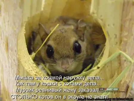 Котоматрицы.Просто снова котоматрицы=)