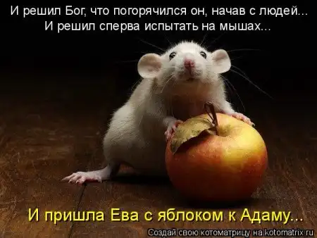 Котоматрицы.Просто снова котоматрицы=)