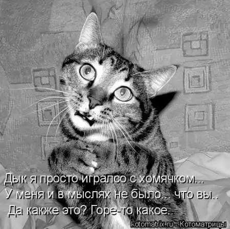 Котоматрицы.Просто снова котоматрицы=)