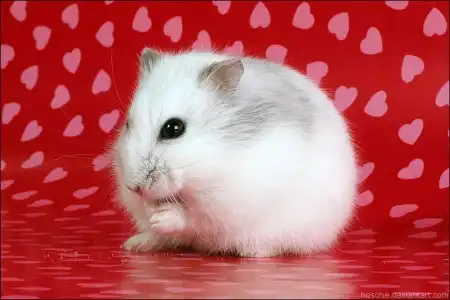 Фотограф Oliver Pietern
