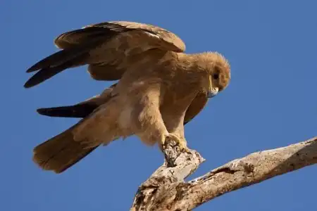 дикая природа