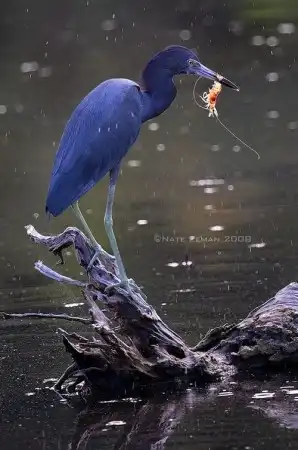 дикая природа