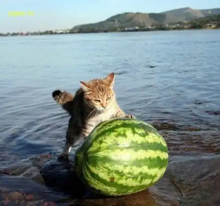 Оборжаться, кошечки