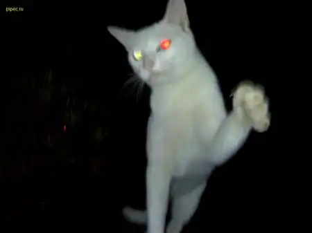 Оборжаться, кошечки