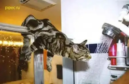 Оборжаться, кошечки