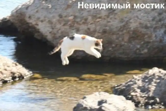 Котики отжигают.