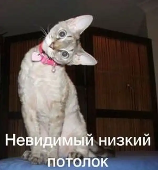 Котики отжигают.