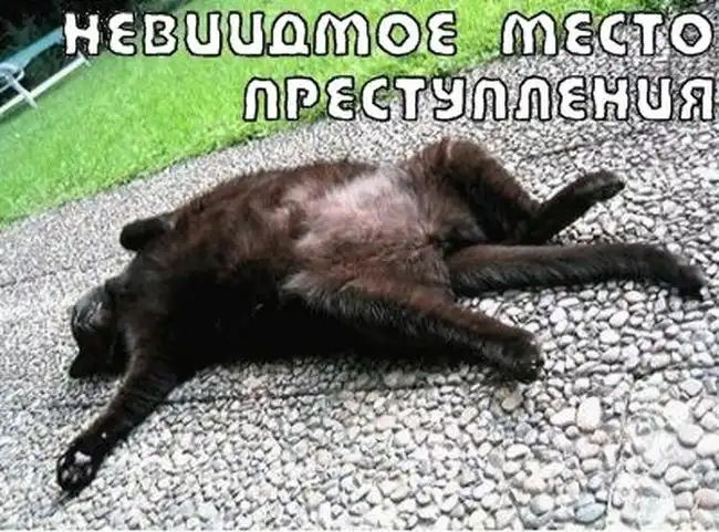Котики отжигают.
