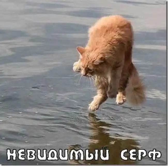 Котики отжигают.