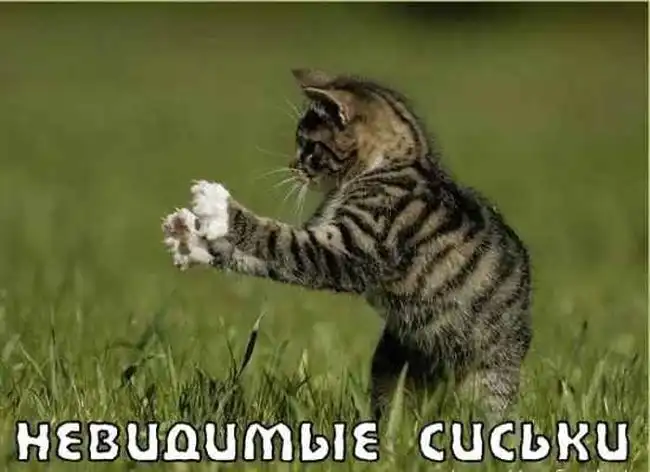 Котики отжигают.