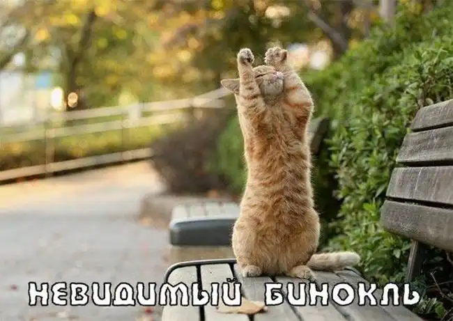 Котики отжигают.