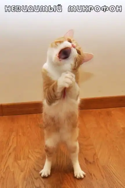 Котики отжигают.