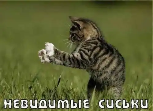 Котики отжигают.