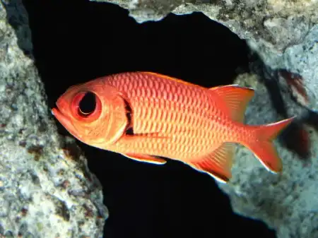 Ocean Life Walpapers