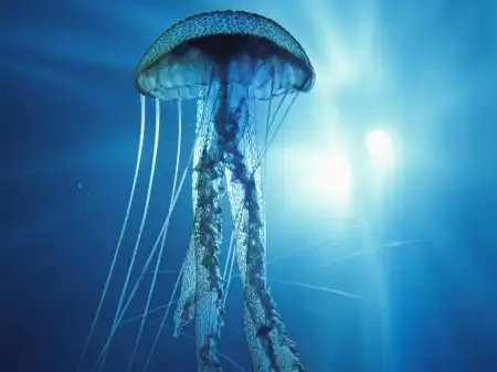 Ocean Life Walpapers