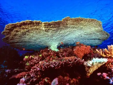 Ocean Life Walpapers
